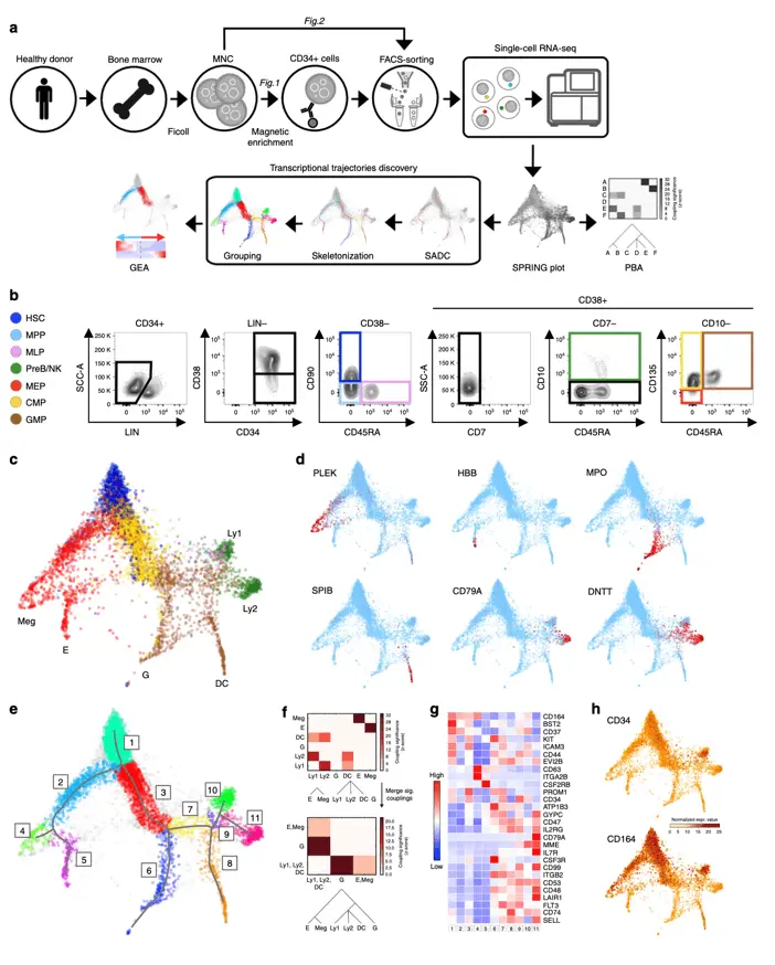 Progression and transcriptional trajectories dicoveries