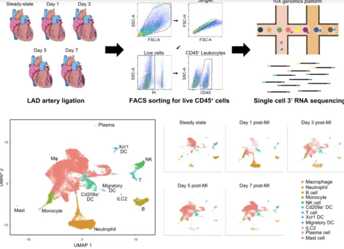 single cell RNA sequencing and CyTOF analysis of atherosclerosis